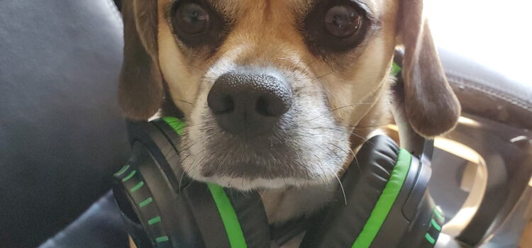A puggle dog named Baileycakes wearing headphones